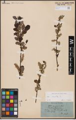 Foto von Salix aurita L.